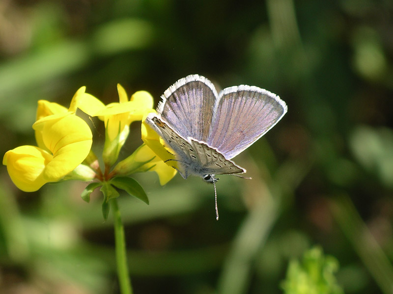 Da determinare - Plebejus argus?